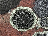 Dimelaena oreina image