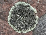 Dimelaena oreina image
