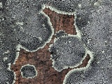 Dimelaena oreina image