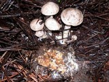 Clitocybe sclerotoidea image