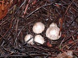 Clitocybe sclerotoidea image
