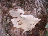 Perenniporia fraxinophila image