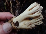 Ramaria acrisiccescens image