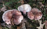 Hygrophorus russula image