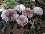 Hygrophorus russula image