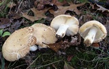 Russula ballouii image