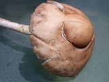 Marasmius oreades image