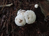 Clitocybe hygrophoroides image