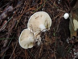 Clitocybe hygrophoroides image