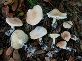 Leucopaxillus laterarius image