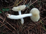 Russula fragilis image