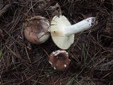 Russula smithii image
