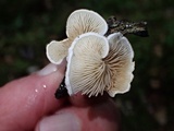 Crepidotus caspari image