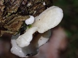 Crepidotus caspari image