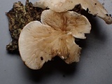 Crepidotus caspari image
