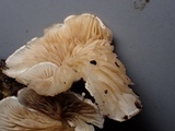 Crepidotus caspari image
