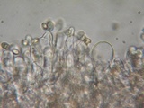 Crepidotus caspari image