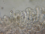 Crepidotus caspari image