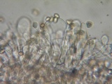 Crepidotus caspari image