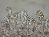Crepidotus caspari image