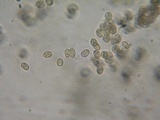 Crepidotus caspari image