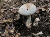 Amanita daucipes image