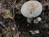 Amanita daucipes image