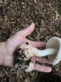 Amanita daucipes image