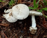 Amanita porphyria image