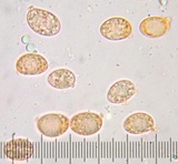 Amanita porphyria image