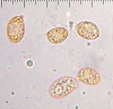 Amanita porphyria image