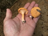 Cantharellus velutinus image