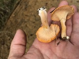 Cantharellus velutinus image