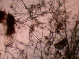 Lycoperdon molle image