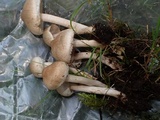Inocybe sindonia image