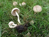 Inocybe sindonia image