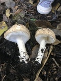 Echinoderma asperum image