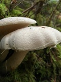Pleurotus dryinus image