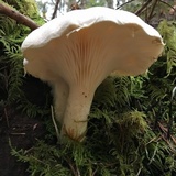 Pleurotus dryinus image