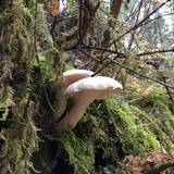 Pleurotus dryinus image