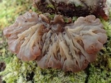 Auricularia mesenterica image