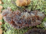 Auricularia mesenterica image