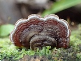 Auricularia mesenterica image