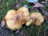 Suillus caerulescens image