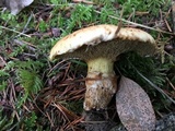 Suillus caerulescens image