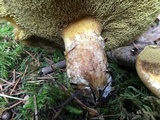 Suillus caerulescens image
