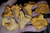 Cantharellus quercophilus image