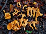 Cantharellus quercophilus image