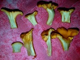 Cantharellus quercophilus image
