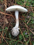 Amanita mutabilis image